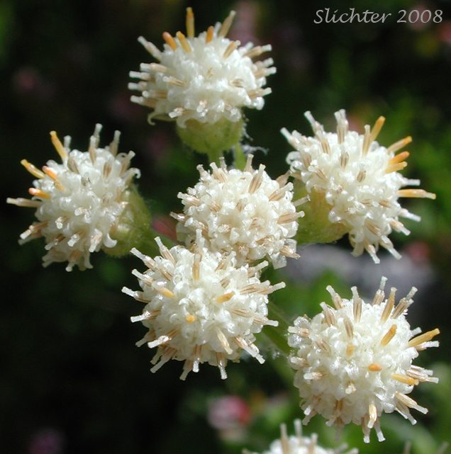 Inflorescence of Howell's Pussytoes, Field Pussy-toes: Antennaria howellii ssp. howellii (Synonym: Antennaria neglecta var. howellii)