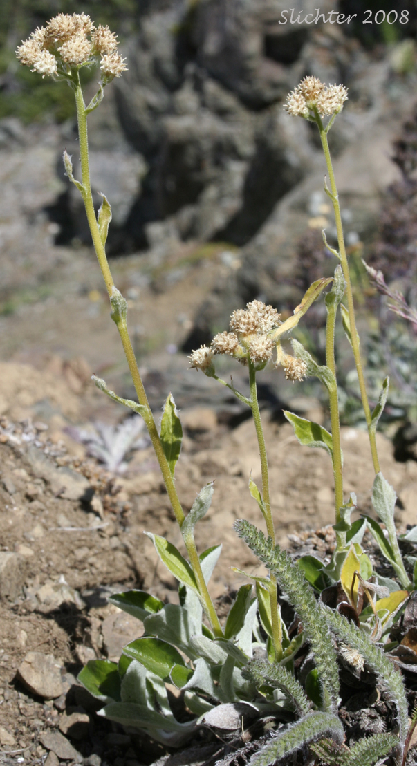 Howell's Pussytoes, Field Pussy-toes: Antennaria howellii ssp. howellii (Synonym: Antennaria neglecta var. howellii)
