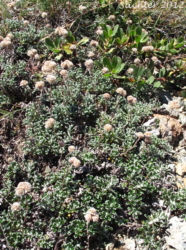 Shrubby Pussytoes, Siskiyou Everlasting: Antennaria suffrutescens