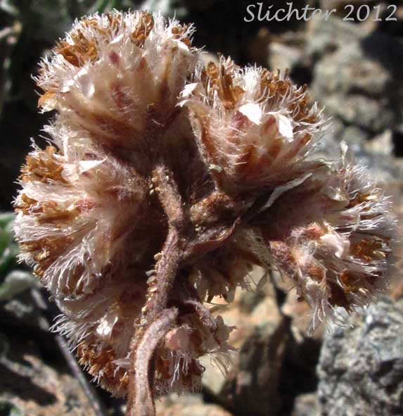Inflorescence of Shrubby Pussytoes, Siskiyou Everlasting: Antennaria suffrutescens