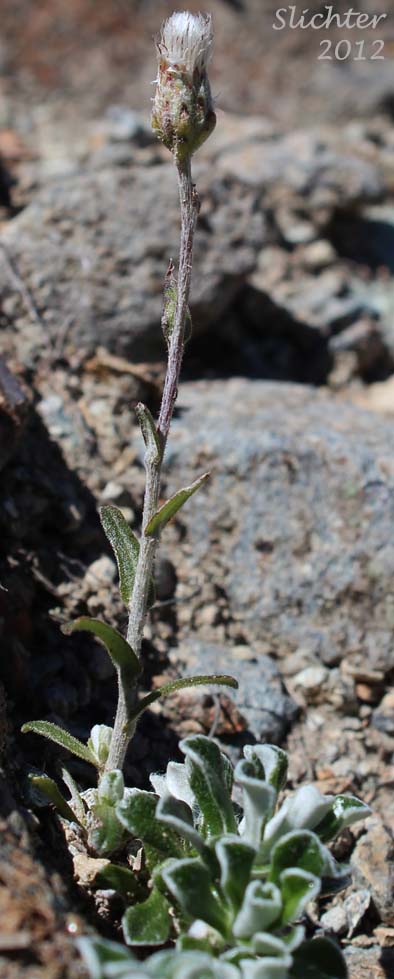 Shrubby Pussytoes, Siskiyou Everlasting: Antennaria suffrutescens