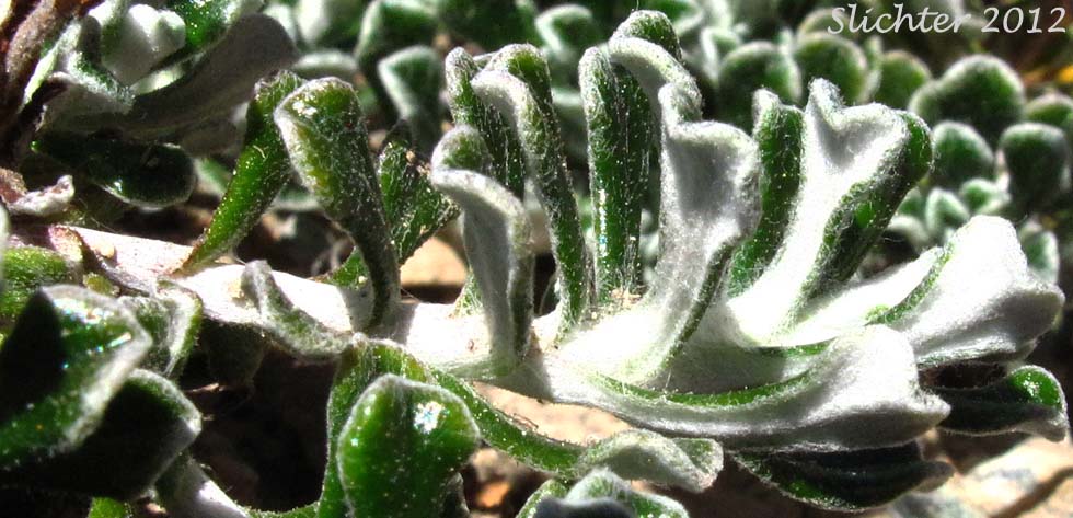 Shrubby Pussytoes, Siskiyou Everlasting: Antennaria suffrutescens