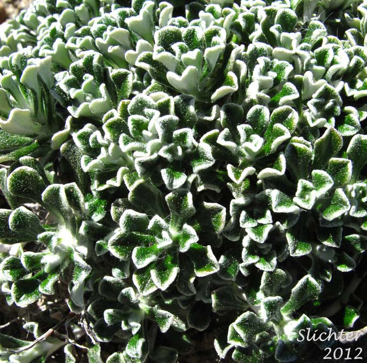 Shrubby Pussytoes, Siskiyou Everlasting: Antennaria suffrutescens