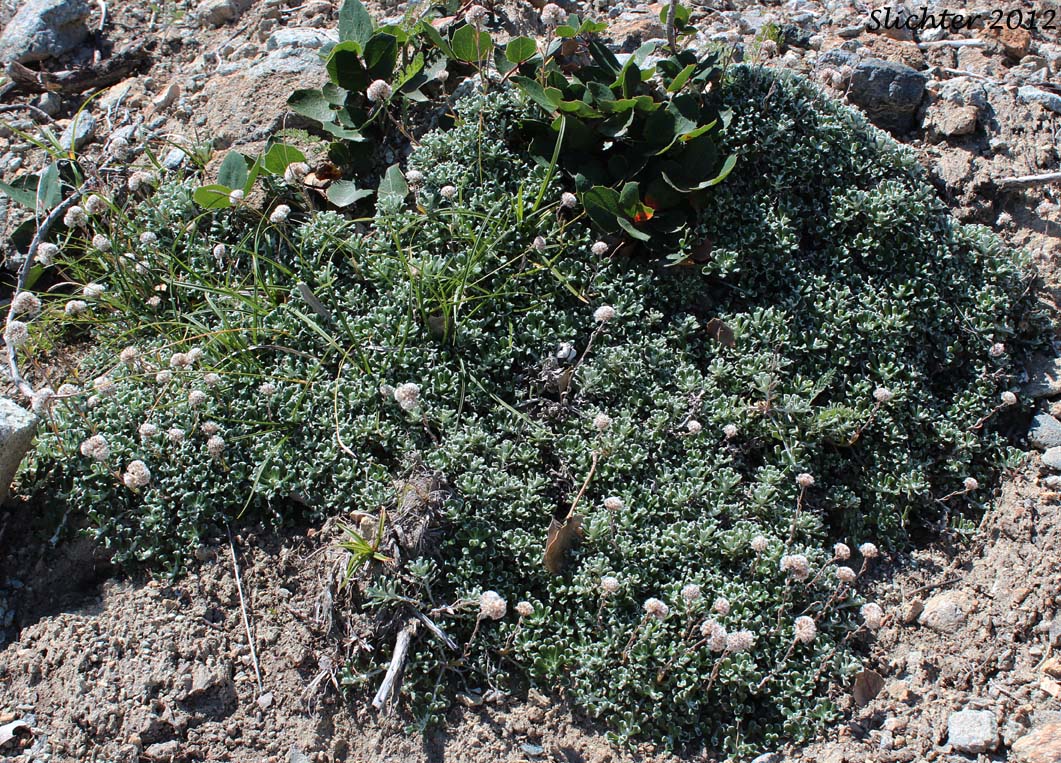 Shrubby Pussytoes, Siskiyou Everlasting: Antennaria suffrutescens