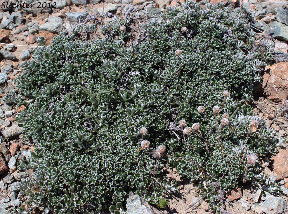 Shrubby Pussytoes, Siskiyou Everlasting: Antennaria suffrutescens