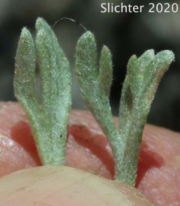 Leaves of Low Sagebrush, Little Sagebrush: Artemisia arbuscula ssp. arbuscula (Synonym: Artemisia arbuscula var. arbuscula)