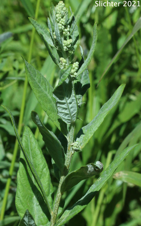 Douglas Mugwort, Douglas Sagewort, Douglas' Sagewort, Douglas' Wormwood, Northern Mugwort: Artemisia douglasiana (Synonym: Artemisia vulgaris var. douglasiana)