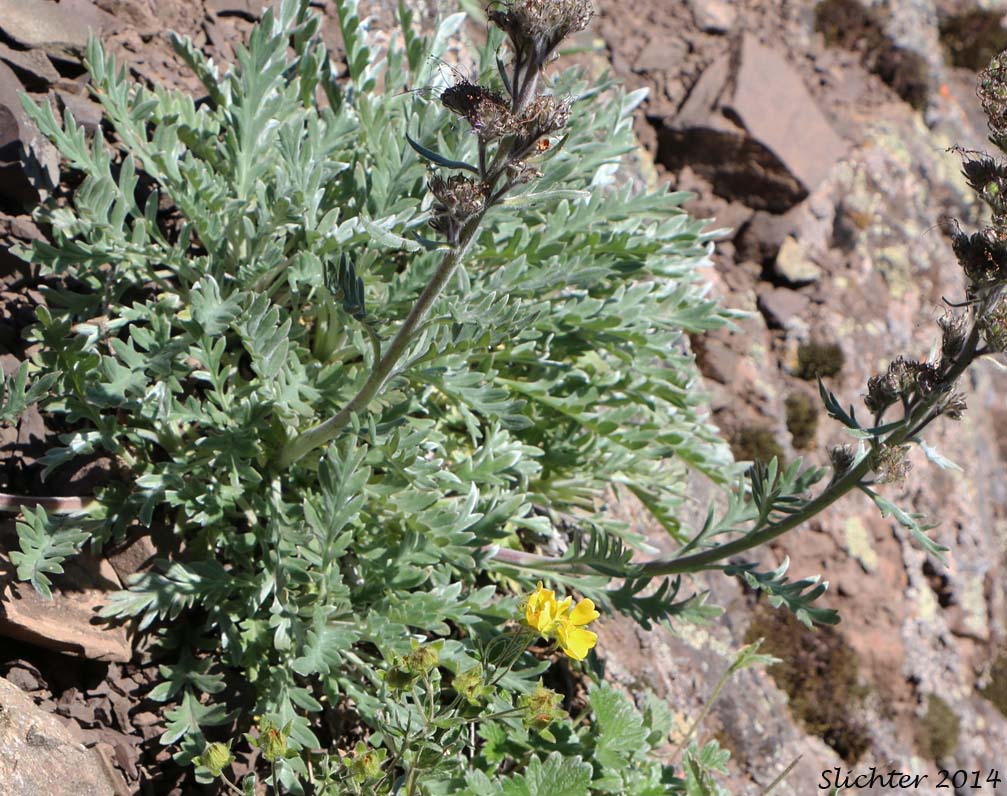 Forked Wormwood, Three-forked Mugwort: Artemisia furcata (Synonym: Artemisia furcata var. furcata, Artemisia furcata var. heterophylla, Artemisia trifurcata)
