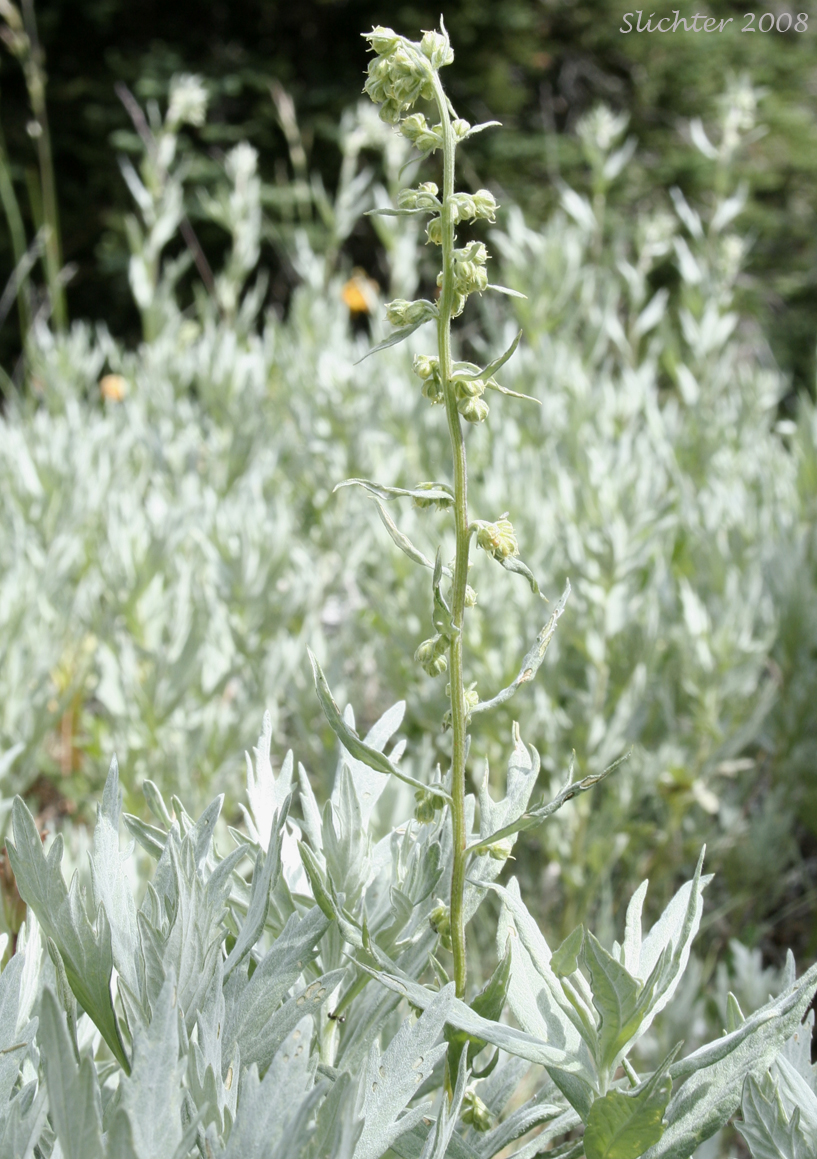 Gray Sagewort, White Sagebrush: Artemisia ludoviciana ssp. candicans (Synonym: Artemisia ludoviciana var. latiloba)