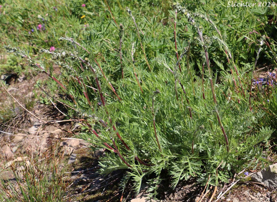 Mountain Sagewort: Artemisia norvegica ssp. saxatilis (Synonyms: Artemisia arctica ssp. arctica, Artemisia norvegica var. saxatilis, Artemisia saxatilis)