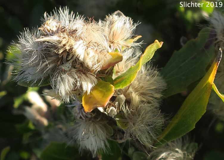Seed heads of Chaparral Broom, Chapparal Broom, Coyote Brush: Baccharis pilularis ssp. consanguinea (Synonym: Baccharis pilularis var. consanguinea)