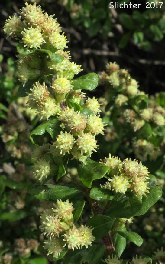 Chaparral Broom, Chapparal Broom, Coyote Brush: Baccharis pilularis (Synonyms: Baccharis pilularis ssp. consanguinea, Baccharis pilularis var. consanguinea)