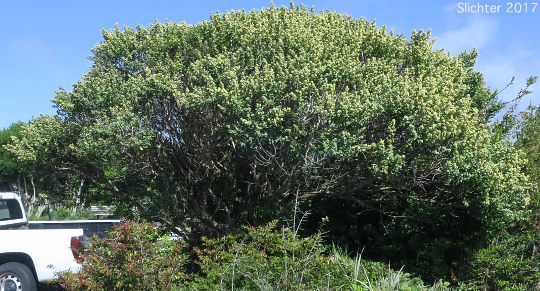 Chaparral Broom, Chapparal Broom, Coyote Brush: Baccharis pilularis (Synonyms: Baccharis pilularis ssp. consanguinea, Baccharis pilularis var. consanguinea)
