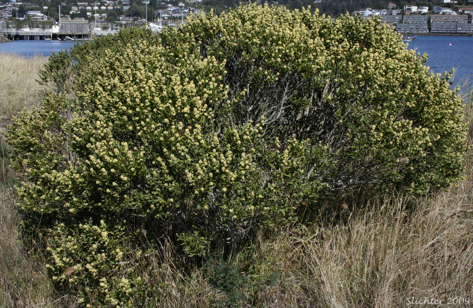 Chaparral Broom, Chapparal Broom, Coyote Brush: Baccharis pilularis (Synonyms: Baccharis pilularis ssp. consanguinea, Baccharis pilularis var. consanguinea)
