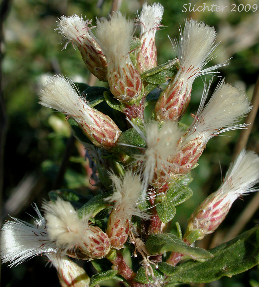 Male flower heads of Chaparral Broom, Chapparal Broom, Coyote Brush: Baccharis pilularis (Synonyms: Baccharis pilularis ssp. consanguinea, Baccharis pilularis var. consanguinea)