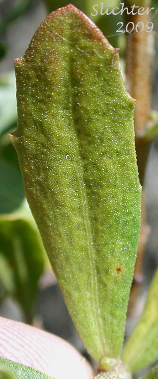 Leaf of Chaparral Broom, Chapparal Broom, Coyote Brush: Baccharis pilularis (Synonyms: Baccharis pilularis ssp. consanguinea, Baccharis pilularis var. consanguinea)