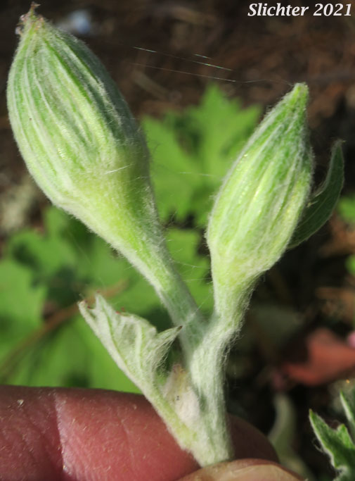 Silvercrown: Cacaliopsis nardosmia ssp. nardosmia (Synonyms: Cacalia nardosmia, Luina nardosmia, Luina nardosmia var. nardosmia))