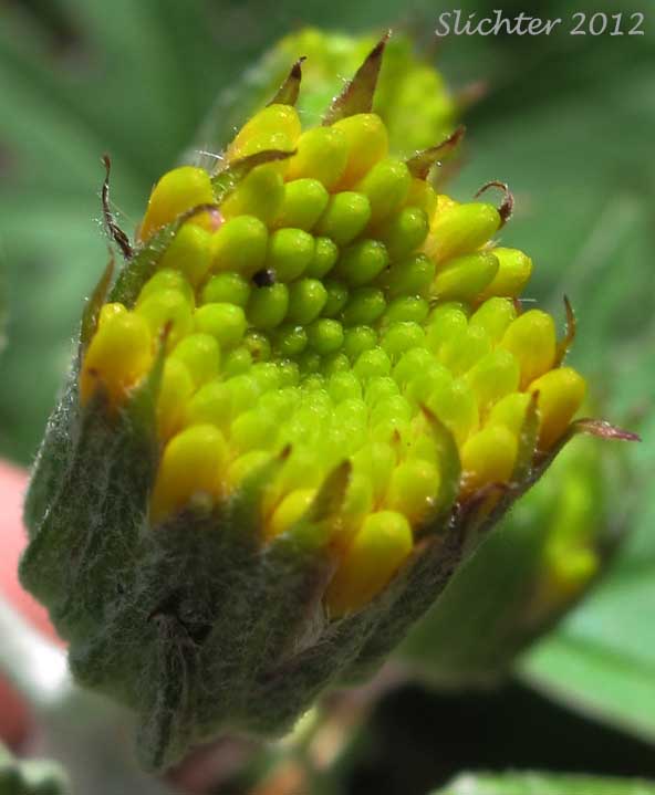 Silvercrown: Cacaliopsis nardosmia ssp. nardosmia (Synonyms: Cacalia nardosmia, Luina nardosmia, Luina nardosmia var. nardosmia))
