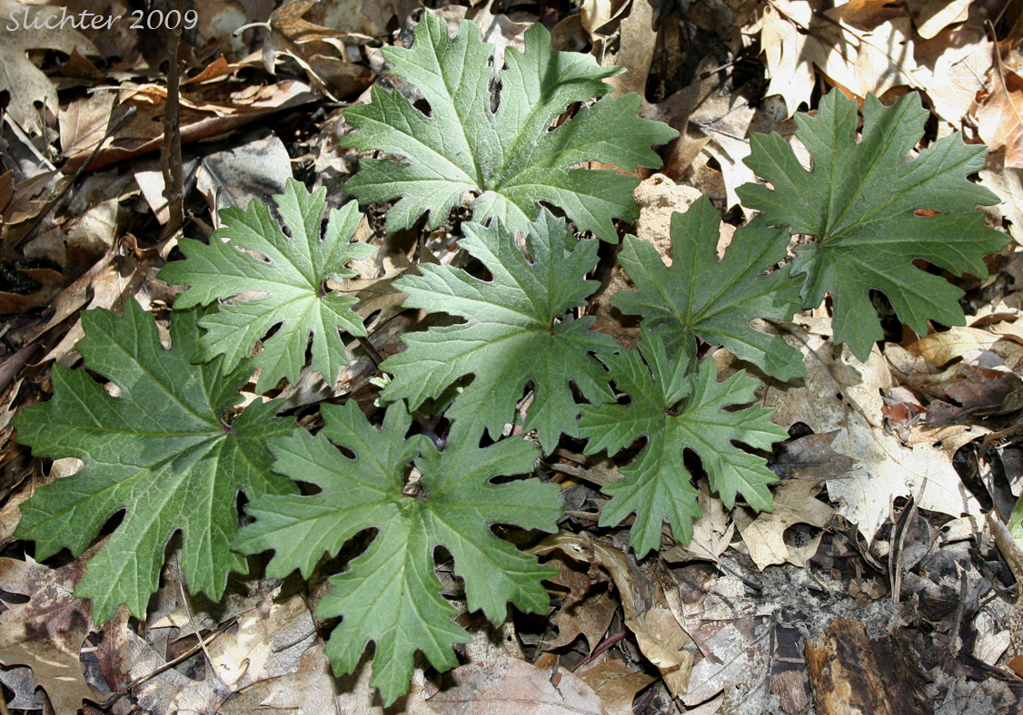 Basal leaves of Silvercrown: Cacaliopsis nardosmia ssp. nardosmia (Synonyms: Cacalia nardosmia, Luina nardosmia, Luina nardosmia var. nardosmia))