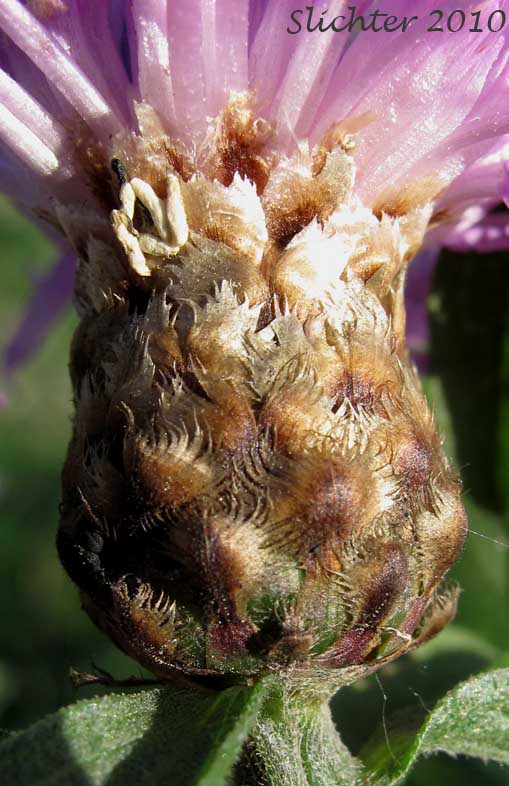 Involucral bracts of Short-fringed Knapweed, Tyrol Knapweed: Centaurea nigrescens (Synonyms: Centaurea dubia, Centaurea dubia ssp. nigrescens, Centaurea dubia ssp. vochinensis, Centaurea jacea ssp. nigrescens, Centaurea transalpina, Centaurea vochinensis)