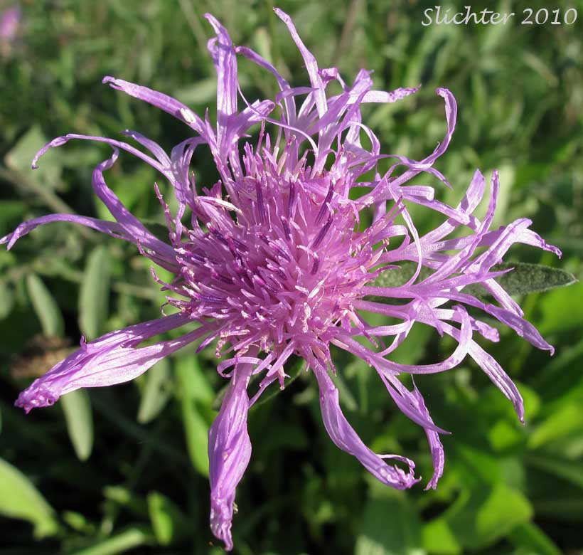 Flower head of Short-fringed Knapweed, Tyrol Knapweed: Centaurea nigrescens (Synonyms: Centaurea dubia, Centaurea dubia ssp. nigrescens, Centaurea dubia ssp. vochinensis, Centaurea jacea ssp. nigrescens, Centaurea transalpina, Centaurea vochinensis)