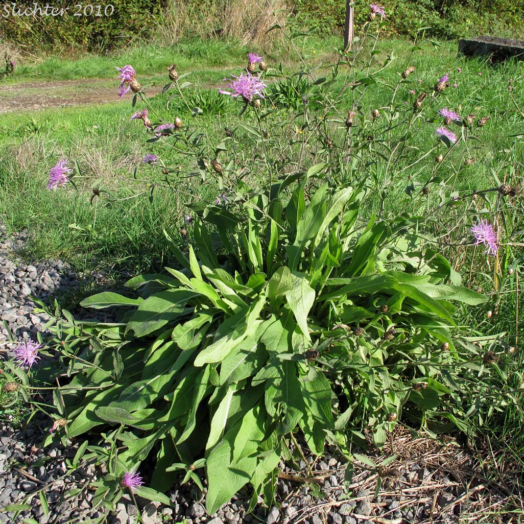 Short-fringed Knapweed, Tyrol Knapweed: Centaurea nigrescens (Synonyms: Centaurea dubia, Centaurea dubia ssp. nigrescens, Centaurea dubia ssp. vochinensis, Centaurea jacea ssp. nigrescens, Centaurea transalpina, Centaurea vochinensis)