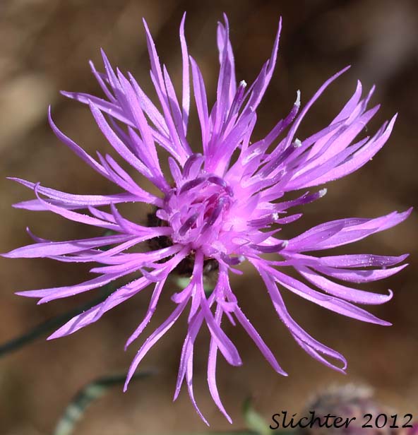 Close-up of the inflorescence of Spotted Knapweed: Centaurea stoebe ssp. australis (Synonyms: Centaurea maculosa, Centaurea stoebe ssp. micranthos)