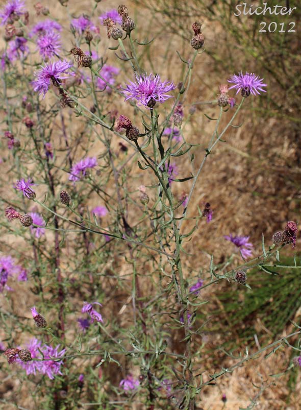 Spotted Knapweed: Centaurea stoebe ssp. australis (Synonyms: Centaurea maculosa, Centaurea stoebe ssp. micranthos)