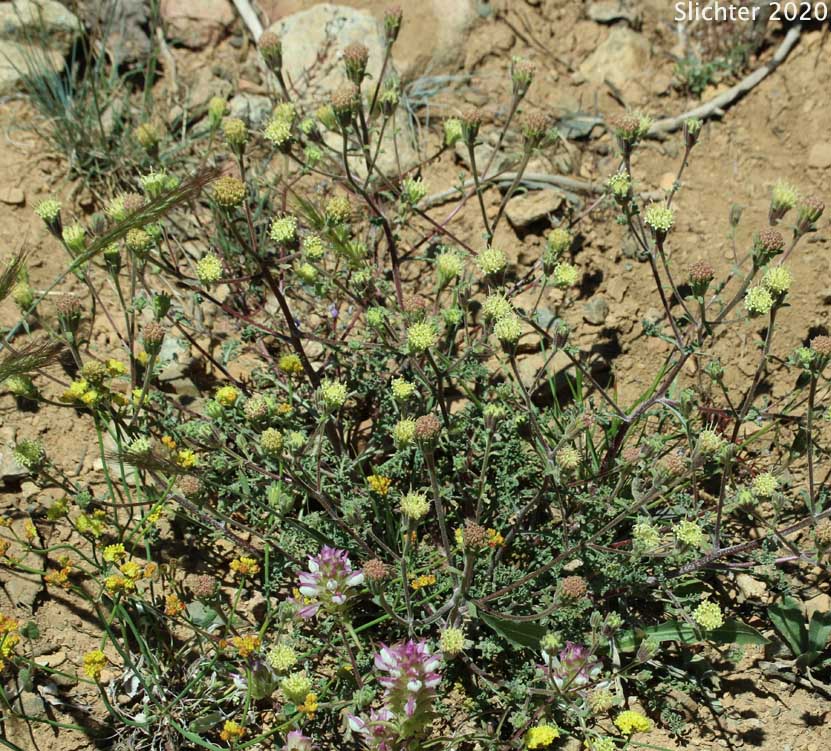 Dustymaidens, Dusty-maidens, Douglas' Dustymaidens, False Yarrow, Hoary False Yarrow: Chaenactis douglasii var. douglasii (Synonyms: Chaenactis douglasii var. montana, Chaenactis douglasii var. rubricaulis, Chaenactis pumila, Chaenactis rubricaulis)