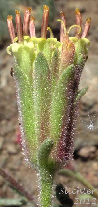 Flower head of Sticky-headed Chaenactis: Chaenactis douglasii var. glandulosa