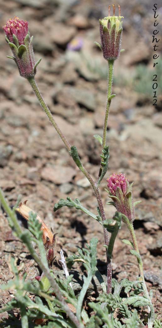 Sticky-headed Chaenactis: Chaenactis douglasii var. glandulosa