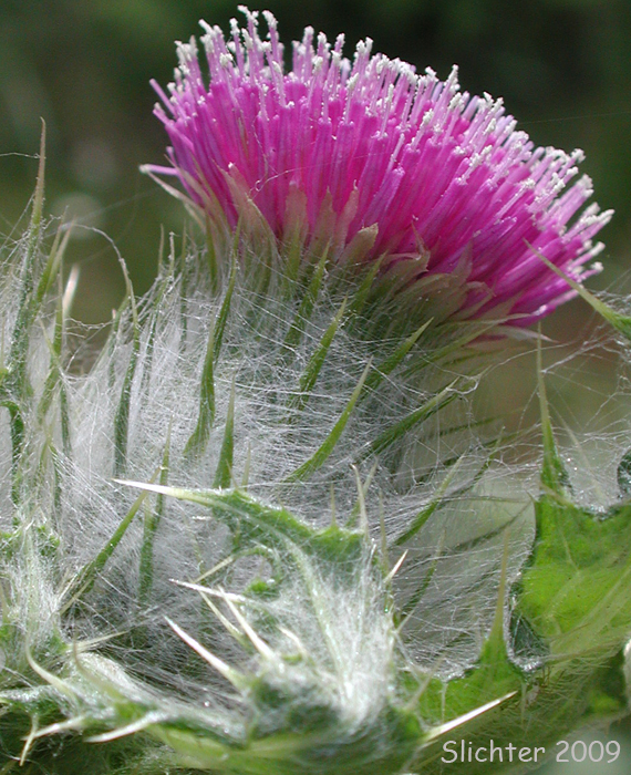 Edible Thistle, Indian Thistle: Cirsium edule var. edule