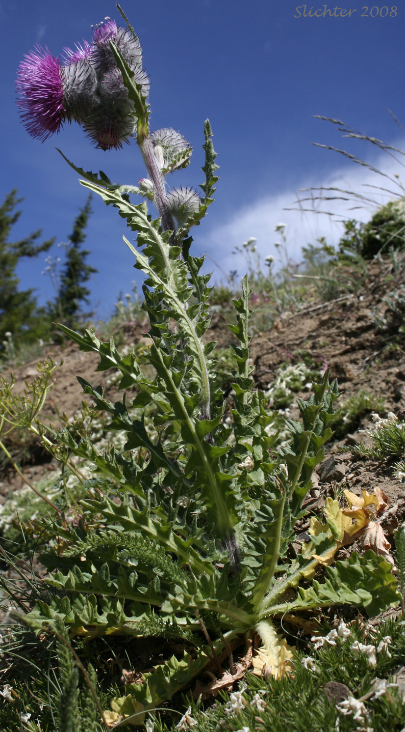 Edible Thistle, Indian Thistle: Cirsium edule var. edule