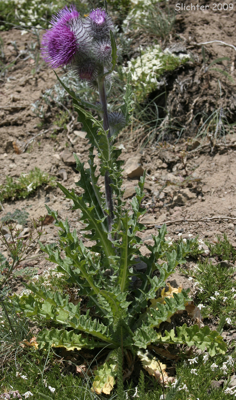 Edible Thistle, Indian Thistle: Cirsium edule var. edule