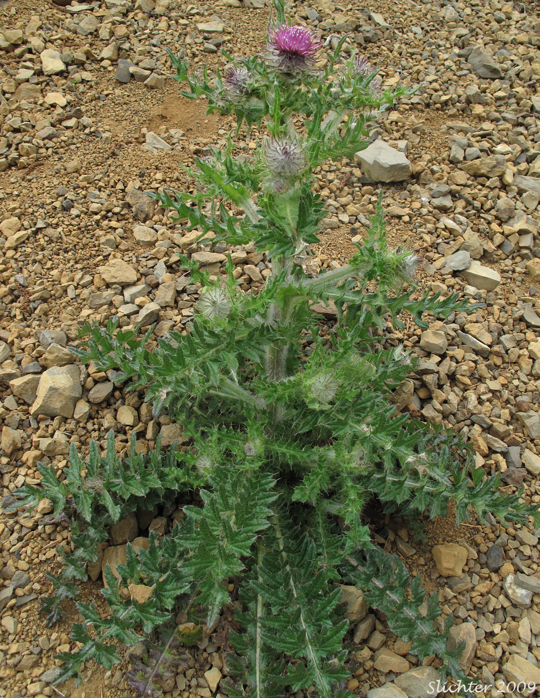 Edible Thistle, Indian Thistle: Cirsium edule var. edule