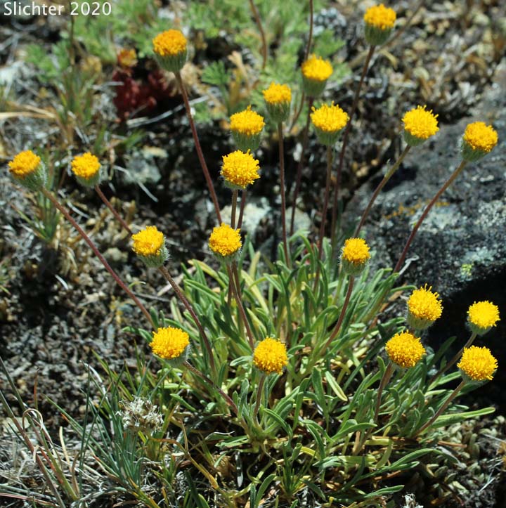 Bloomer's Daisy, Scabland Fleabane: Erigeron bloomeri var. bloomeri