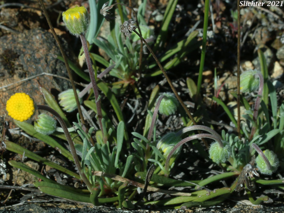 Waldo Daisy: Erigeron bloomeri var. nudatus