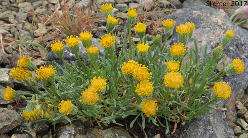 Waldo Daisy: Erigeron bloomeri var. nudatus