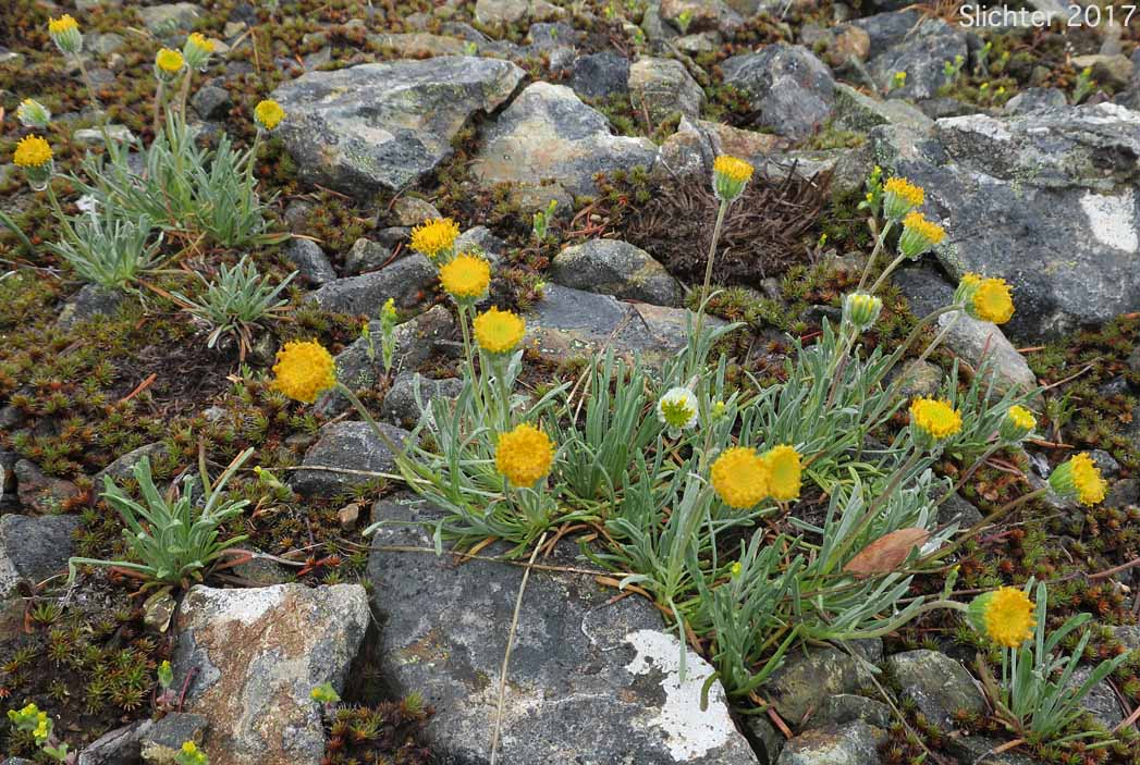 Waldo Daisy: Erigeron bloomeri var. nudatus
