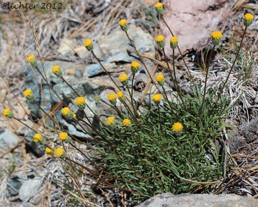 Waldo Daisy: Erigeron bloomeri var. nudatus
