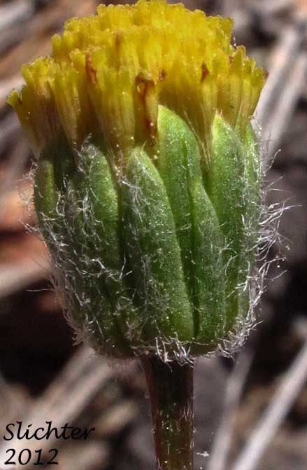 Waldo Daisy: Erigeron bloomeri var. nudatus
