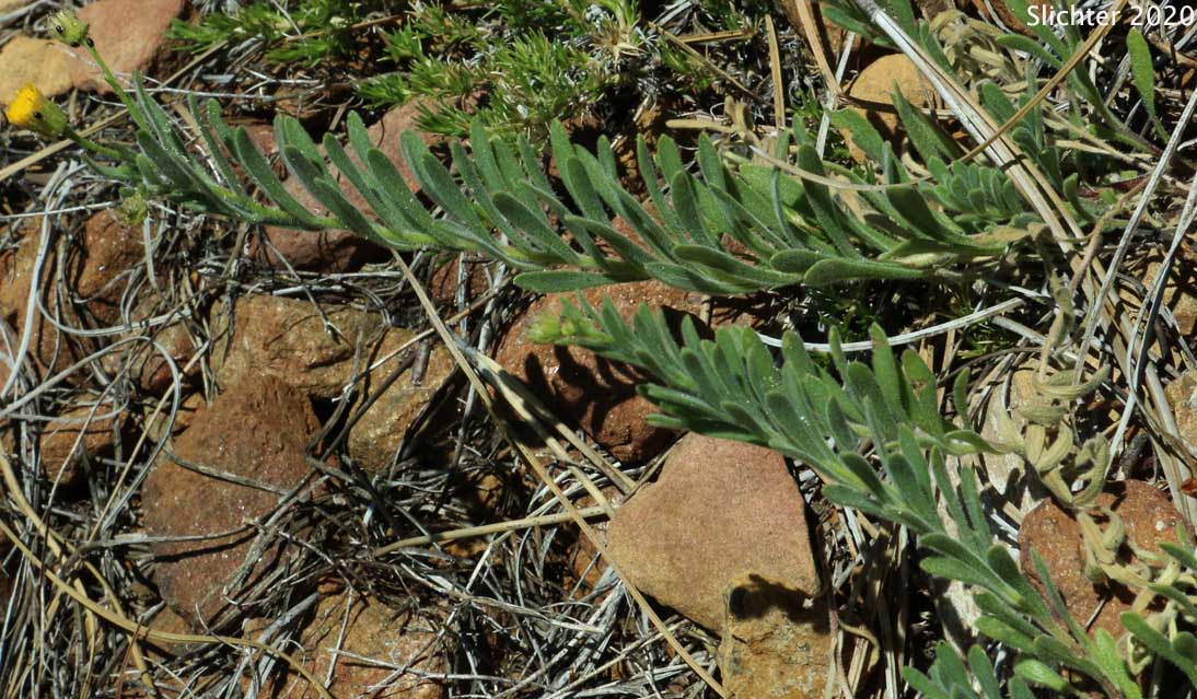 Rock Daisy, Cliff Fleabane: Erigeron petrophilus var. petrophilus (Synonym: Erigeron petrophilus var. viscidulus)