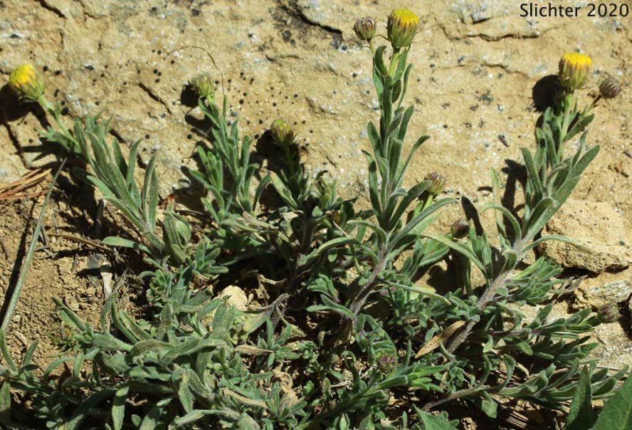 Rock Daisy, Cliff Fleabane: Erigeron petrophilus var. petrophilus (Synonym: Erigeron petrophilus var. viscidulus)