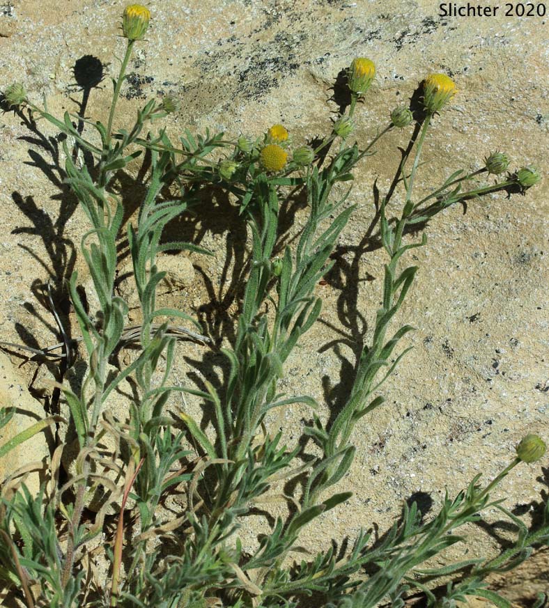 Rock Daisy, Cliff Fleabane: Erigeron petrophilus var. petrophilus (Synonym: Erigeron petrophilus var. viscidulus)