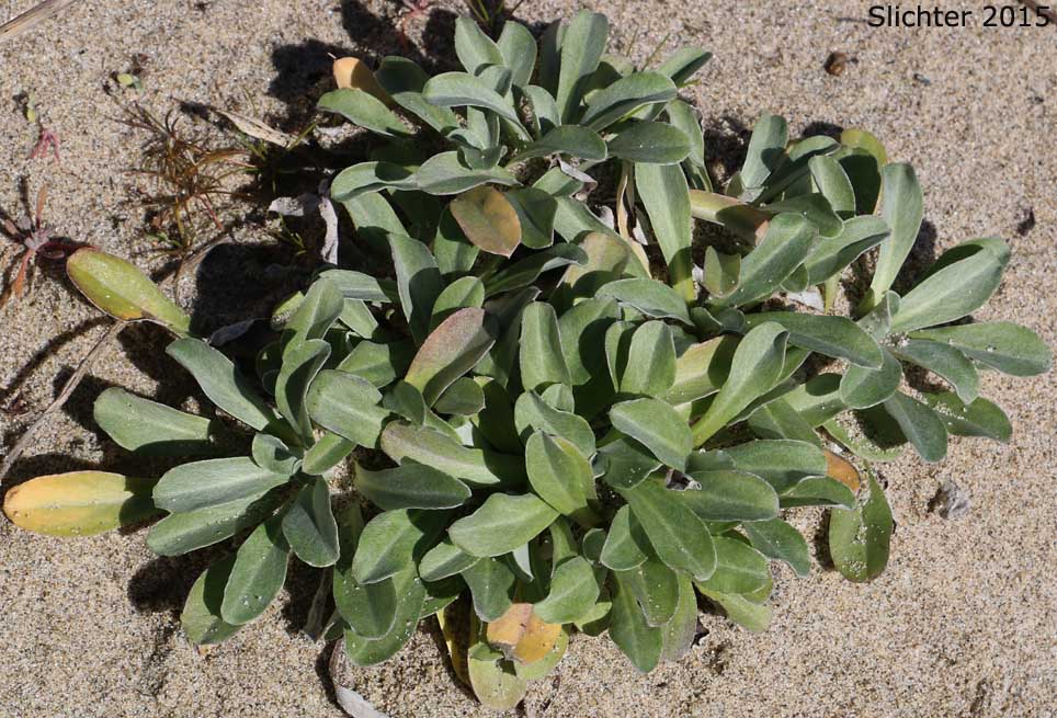 Purple Cudweed, Spoon-leaved Purple Everlasting: Gamochaeta ustulata (Synonyms: Gamochaeta purpurea, Gnaphalium purpureum var. purpureum, Gnaphalium purpureum)