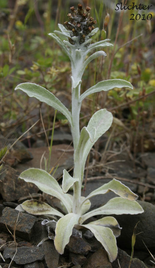 Purple Cudweed, Spoon-leaved Purple Everlasting: Gamochaeta ustulata (Synonyms: Gamochaeta purpurea, Gnaphalium purpureum var. purpureum, Gnaphalium purpureum)