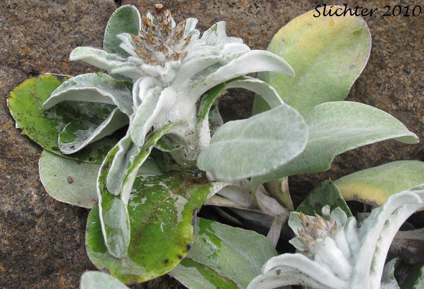 Purple Cudweed, Spoon-leaved Purple Everlasting: Gamochaeta ustulata (Synonyms: Gamochaeta purpurea, Gnaphalium purpureum var. purpureum, Gnaphalium purpureum)