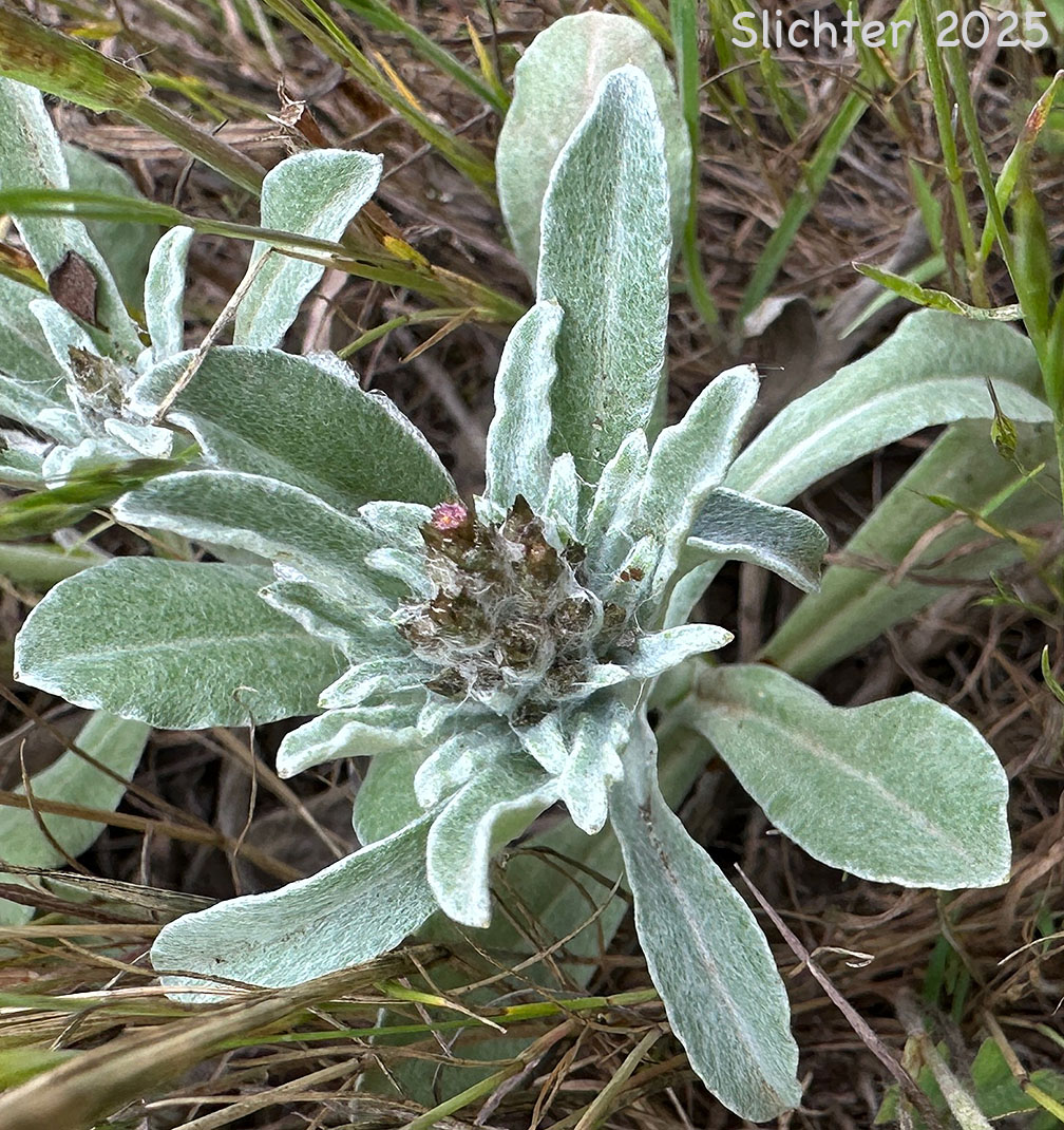 Inflorescence of Purple Cudweed, Spoon-leaved Purple Everlasting: Gamochaeta ustulata (Synonyms: Gamochaeta purpurea, Gnaphalium purpureum var. purpureum, Gnaphalium purpureum)