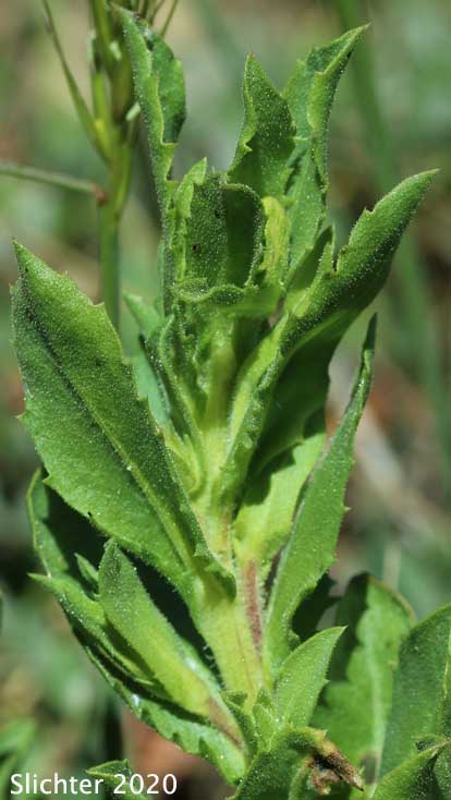 Whitney's Bristlehead, Whitney's Goldenweed: Hazardia whitneyi var. discoidea (Synonyms: Haplopappus whitneyi, Haplopappus whitneyi ssp. discoideus)