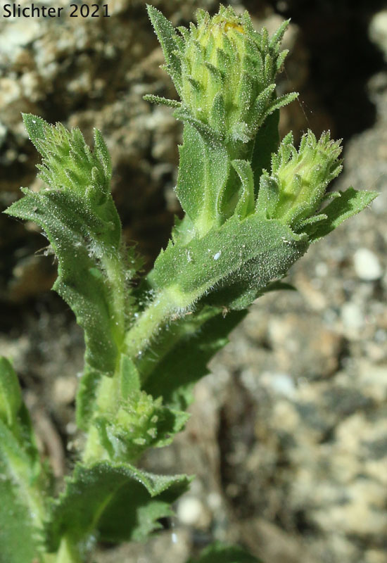 Whitney's Bristlehead, Whitney's Goldenweed: Hazardia whitneyi var. discoidea (Synonyms: Haplopappus whitneyi, Haplopappus whitneyi ssp. discoideus)